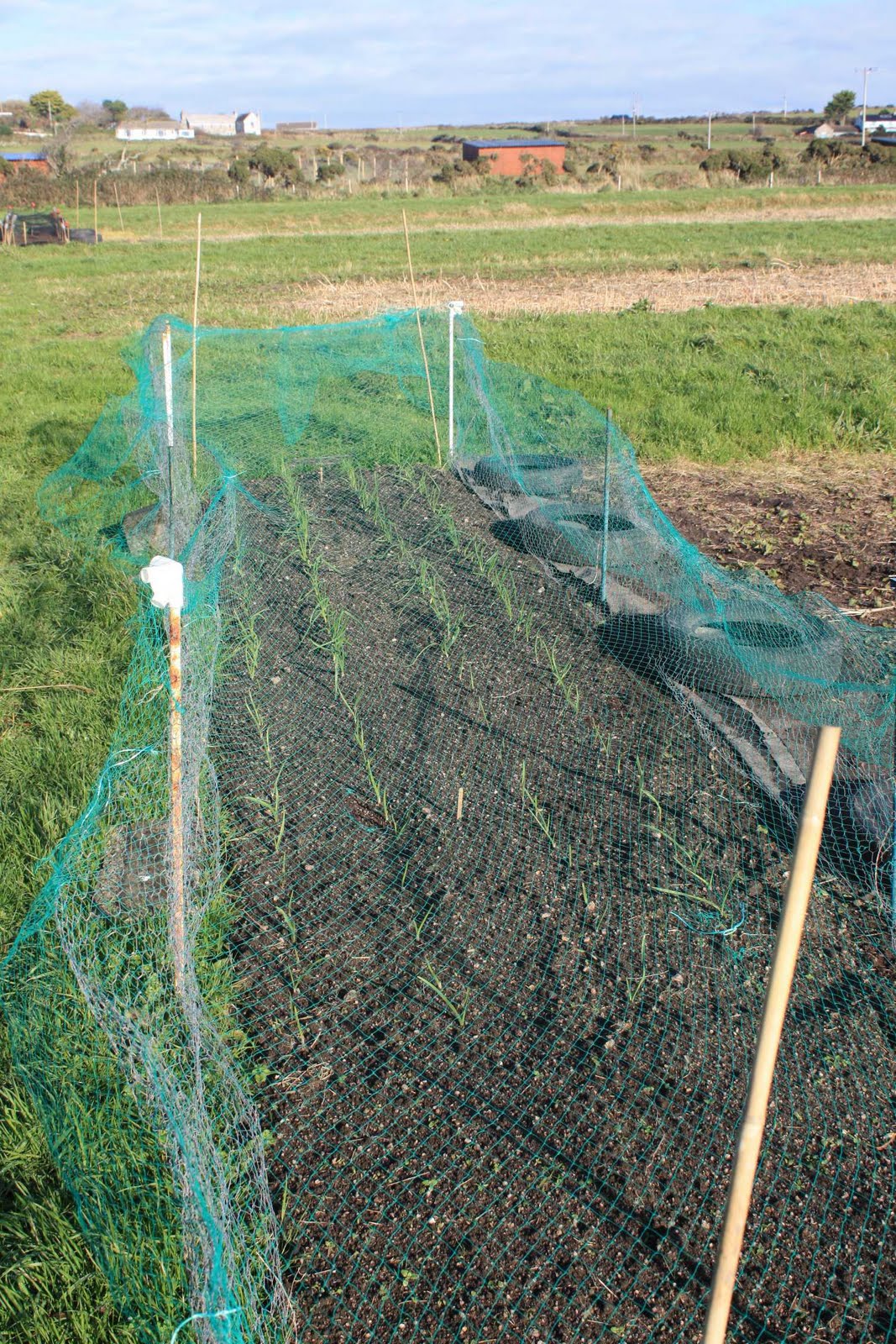 Bosavern Community Farm Harvesting onions and garlic.