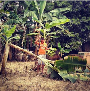 bananiers jardin en République Dominicaine machette bananiers jardin en République Dominicaine machette