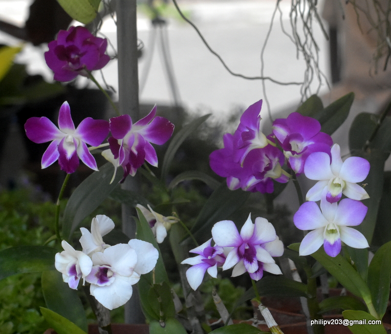 Flowers found in Sri Lanka Orchid plants for sale at 'Sathutu Uyana
