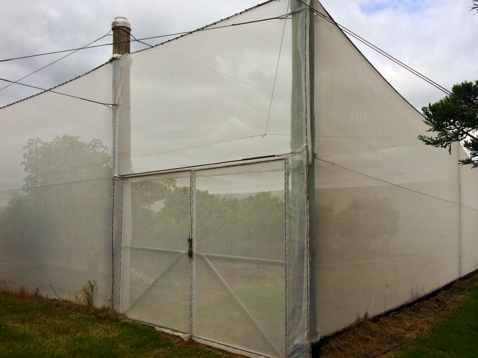 Daleys Fruit Tree Blog Exclusion Netting