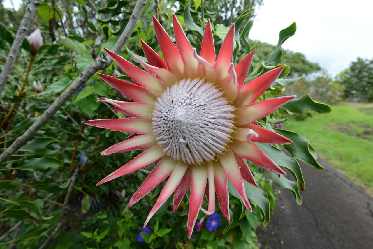 Maui Oceanview Condos Enchanting Floral Gardens in Kula