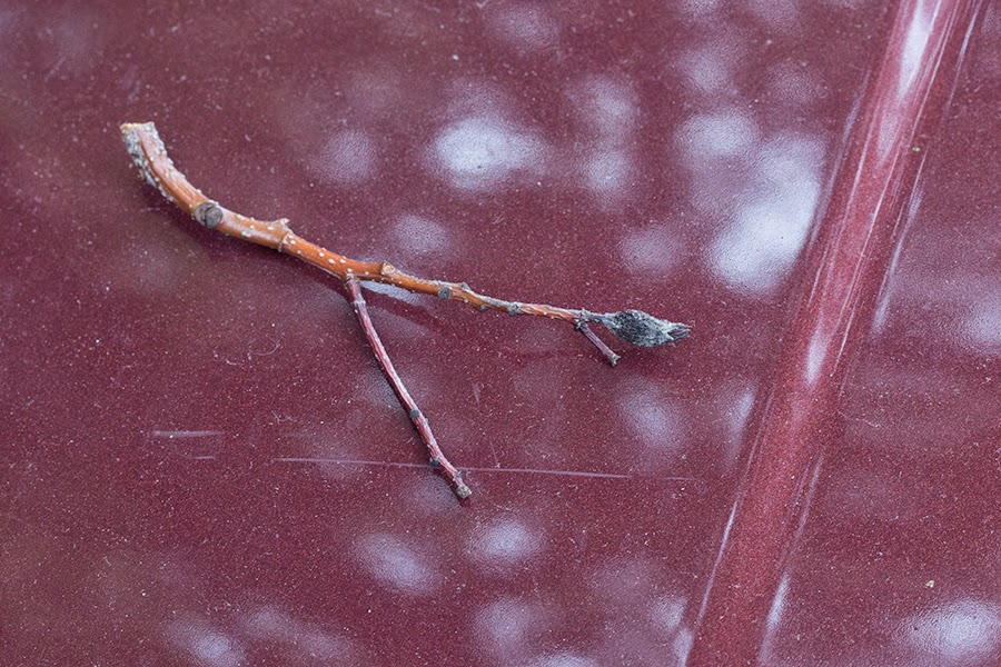 twig on red car