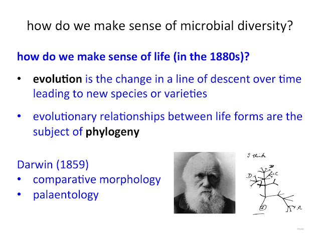 How do we make sense of microbial diversity?