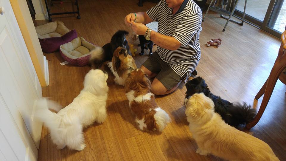 Must Love Pekes: OREO AND HIS FRIENDS