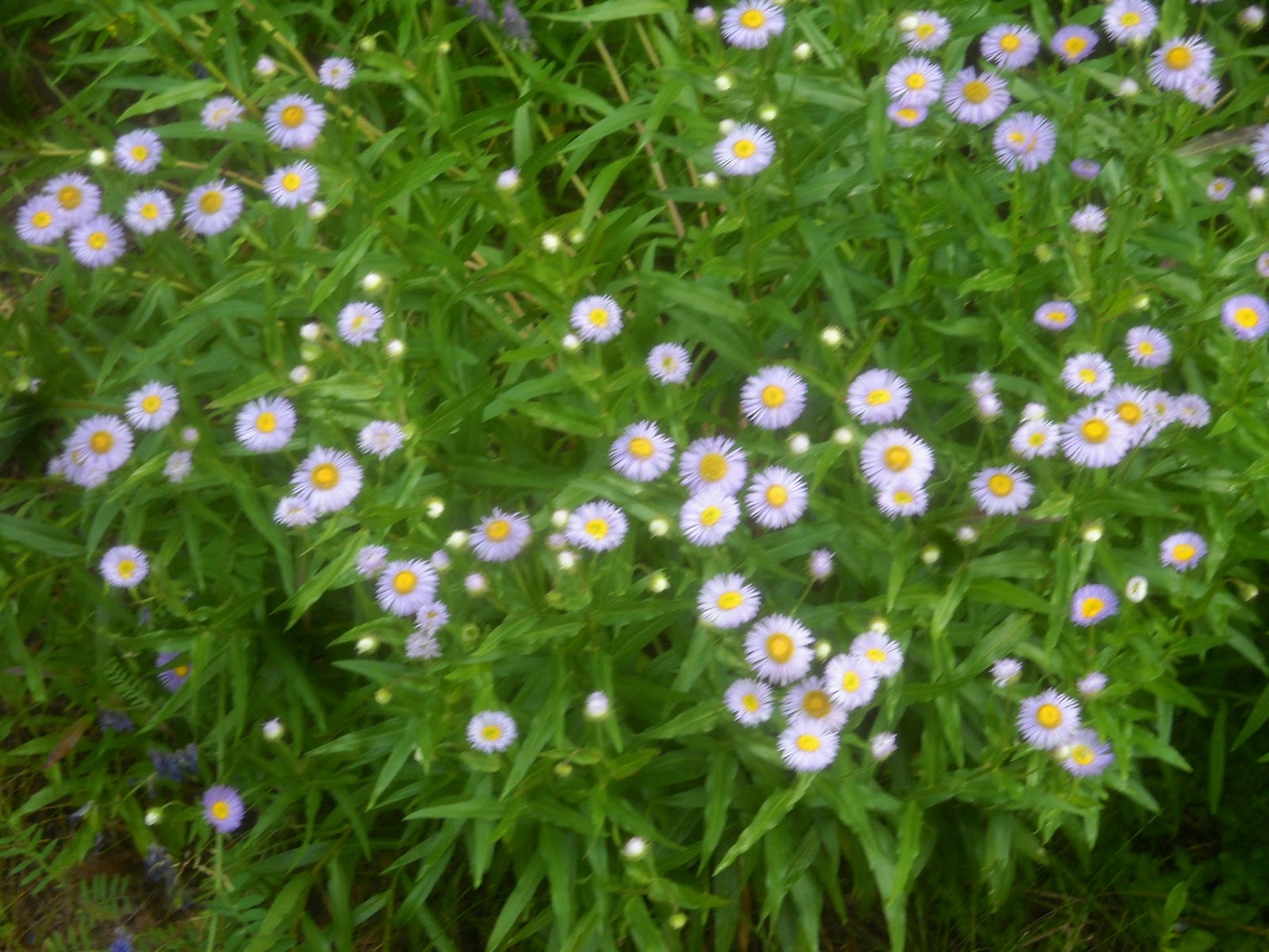Art's Bayfield Almanac DAISY FLEABANE AND JAPANESE TREE LILACS
