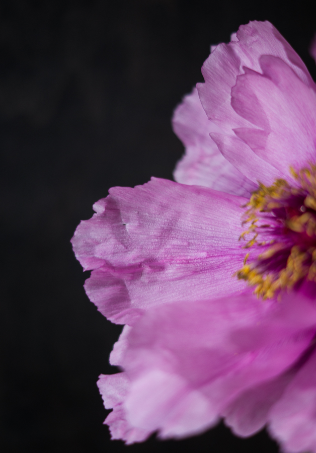 Blog + Fotografie by it's me! | fim.works | Bunt ist die Welt | Blumen | Blätter einer rosa-fliederfarbenen Bauernpfingstrose