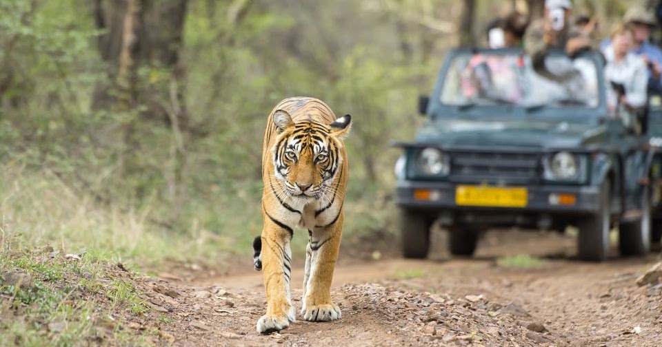 safari in south india