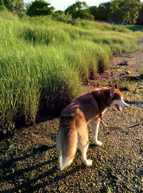 Stinky Stuff For Dogs Reviews Stinky Stuff For Dogs Reviews
