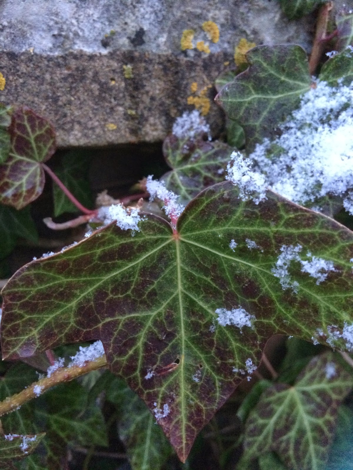 snow on ivy