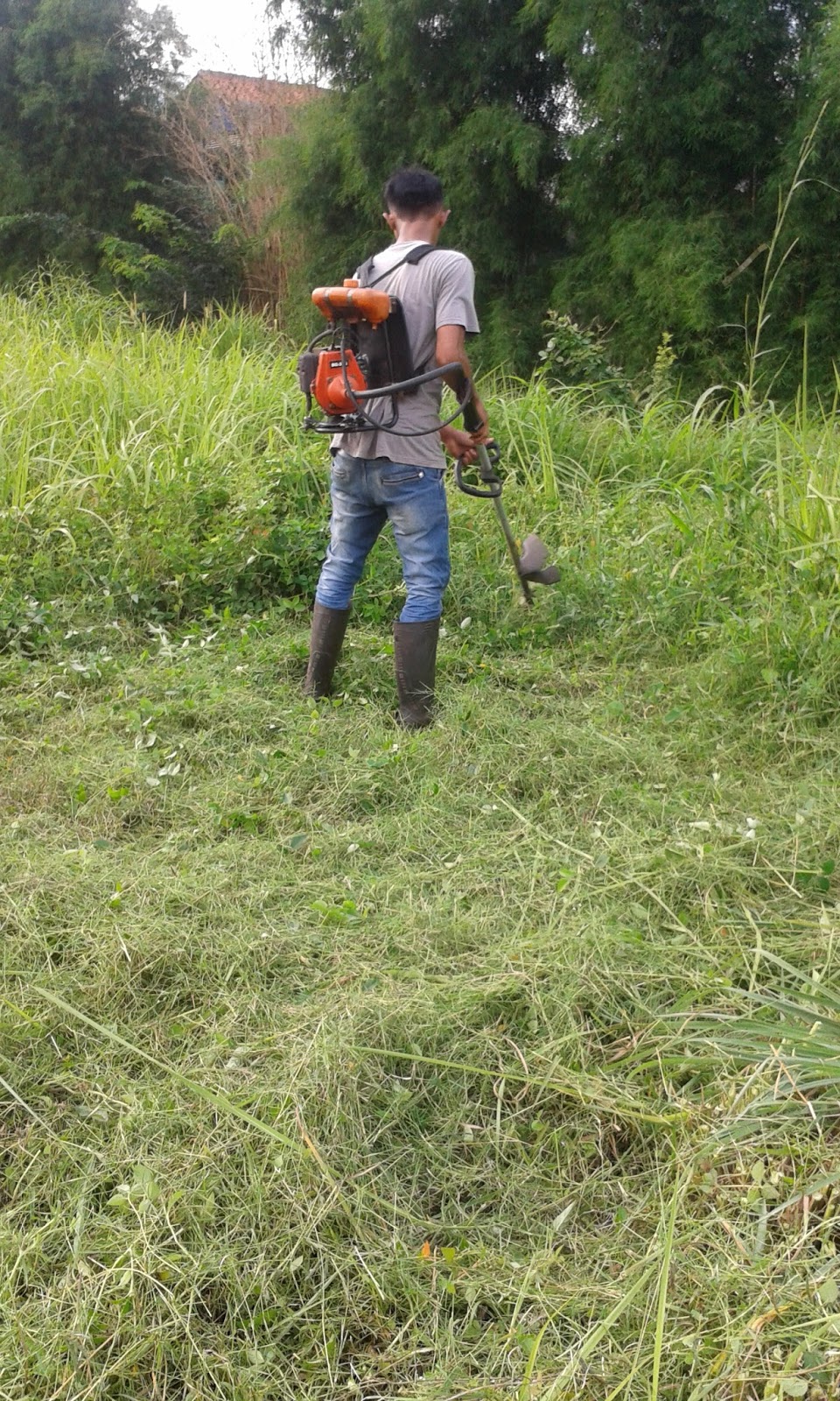 jasa potong rumput | Tukang Taman - Jipara Alam