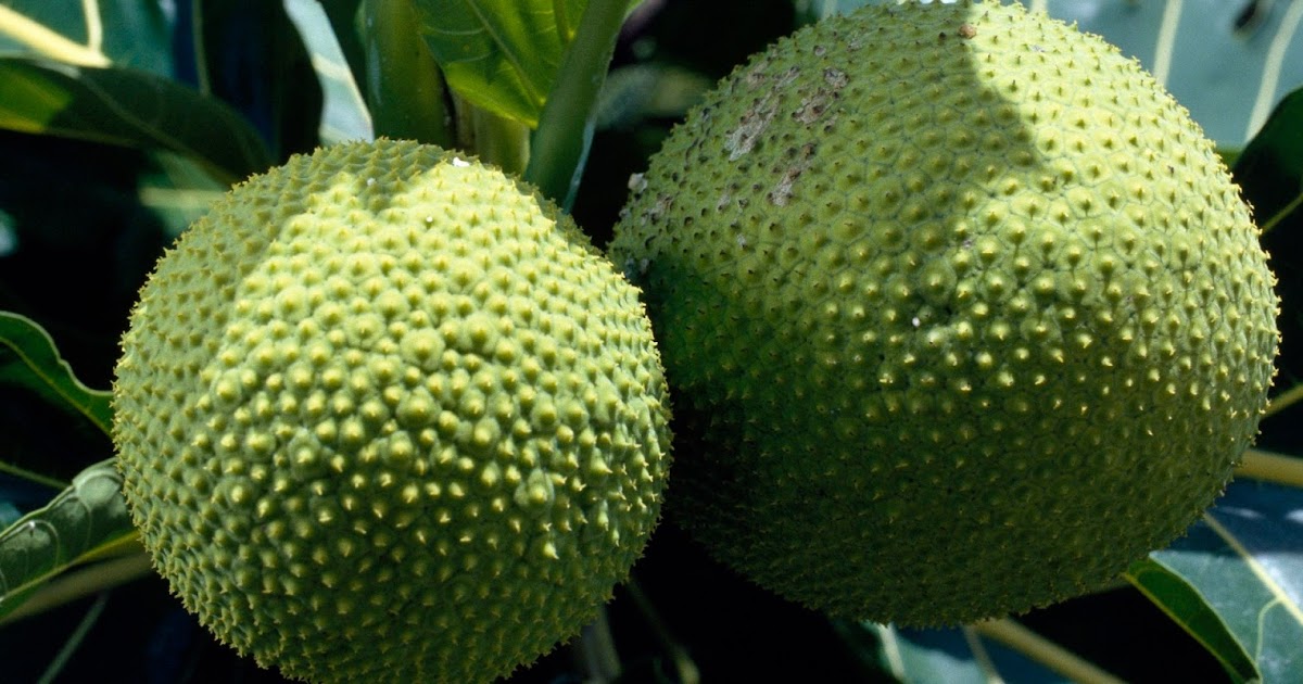 How to Cook Breadfruit Fruit Benefit guides