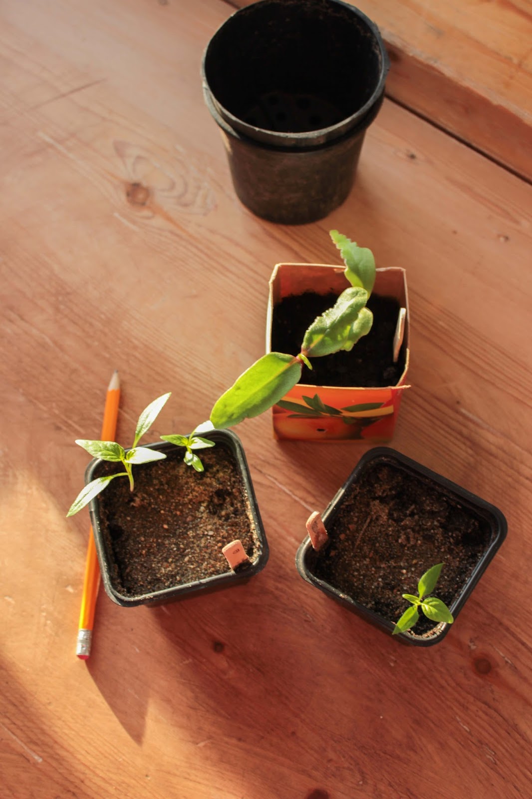 Familjen W på Hallonbacken Plantera om chili och så fröer