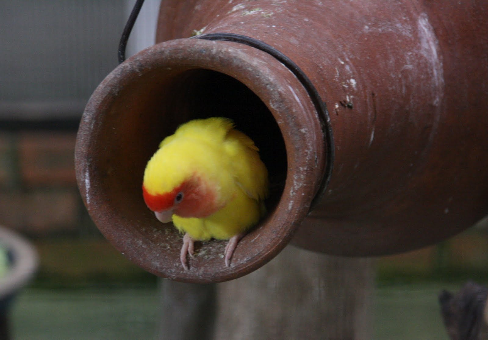 PAU'S PHOTO: butterflies farm... 09.04.2011