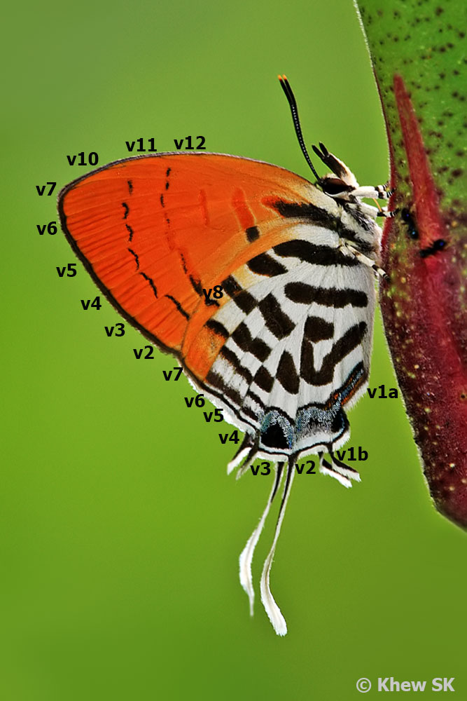 Butterflies of Singapore Butterfly Anatomy Part 2