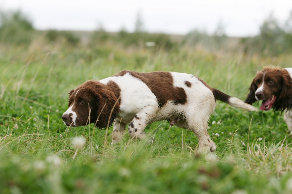 are springer spaniels affectionate