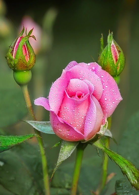 Flores y Rosas online Secretos para que tus rosas perduren Flores y Rosas online Secretos para que tus rosas perduren