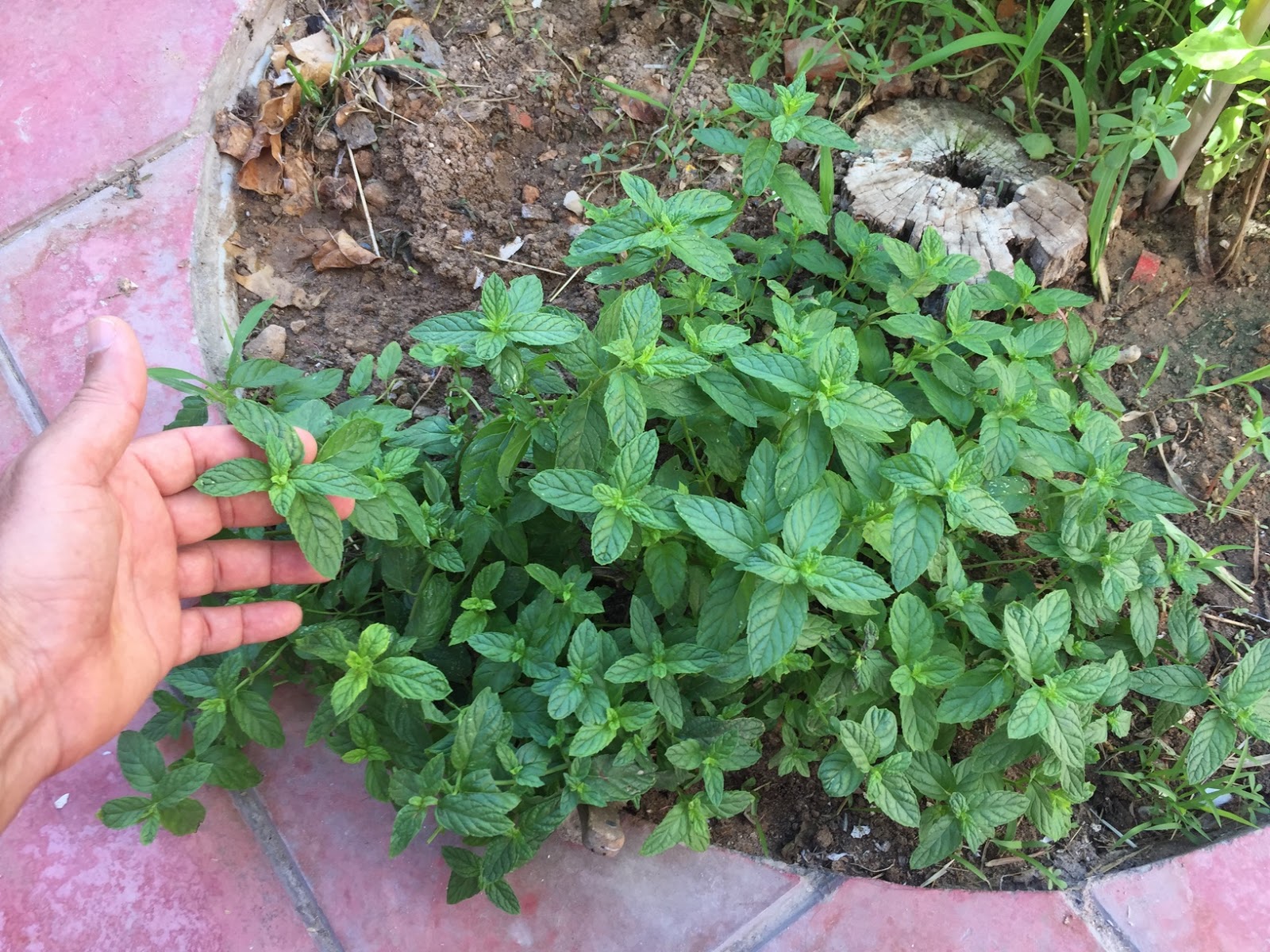 How To Grow Mint