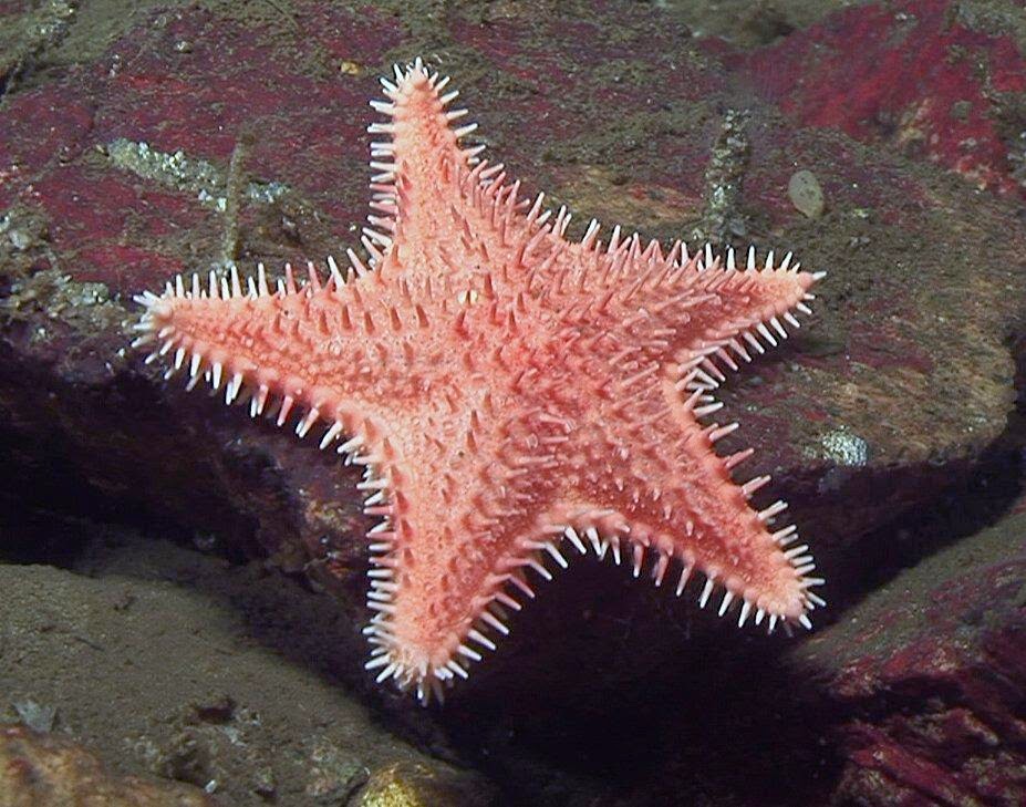 Лучевая симметрия моллюсков. Hippasteria phrygiana. Тип иглокожие морские звезды. Иглокожие Эра. Иглокожие Echinodermata.