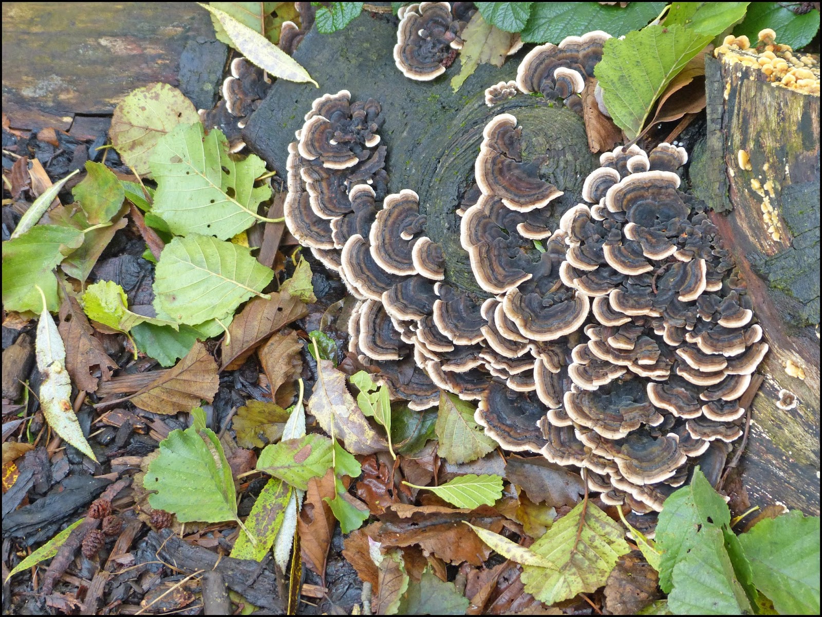 Wild And Wonderful November 2013