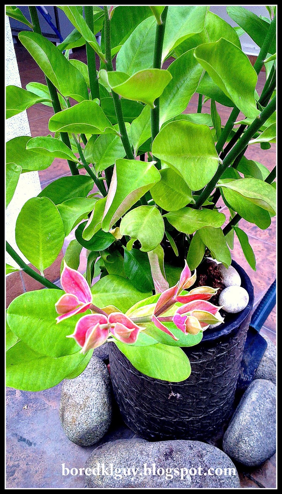 Coffee Grounds Compost Green Or Brown Value in Coffee Grounds