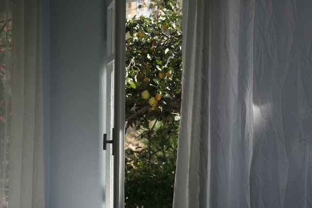 The quince outside the window.