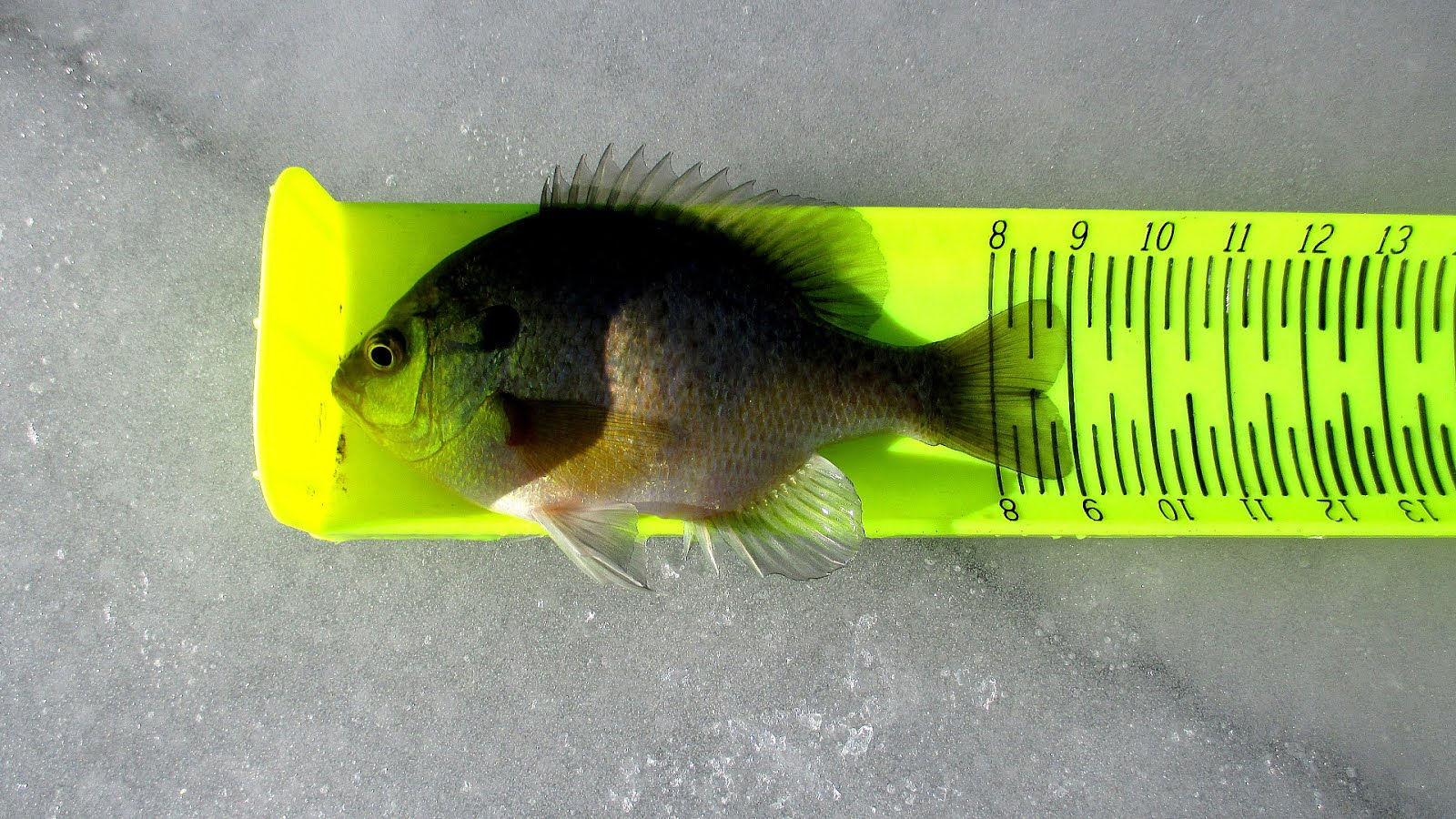 Nebraska Ice Fishing Reports Fish Choices