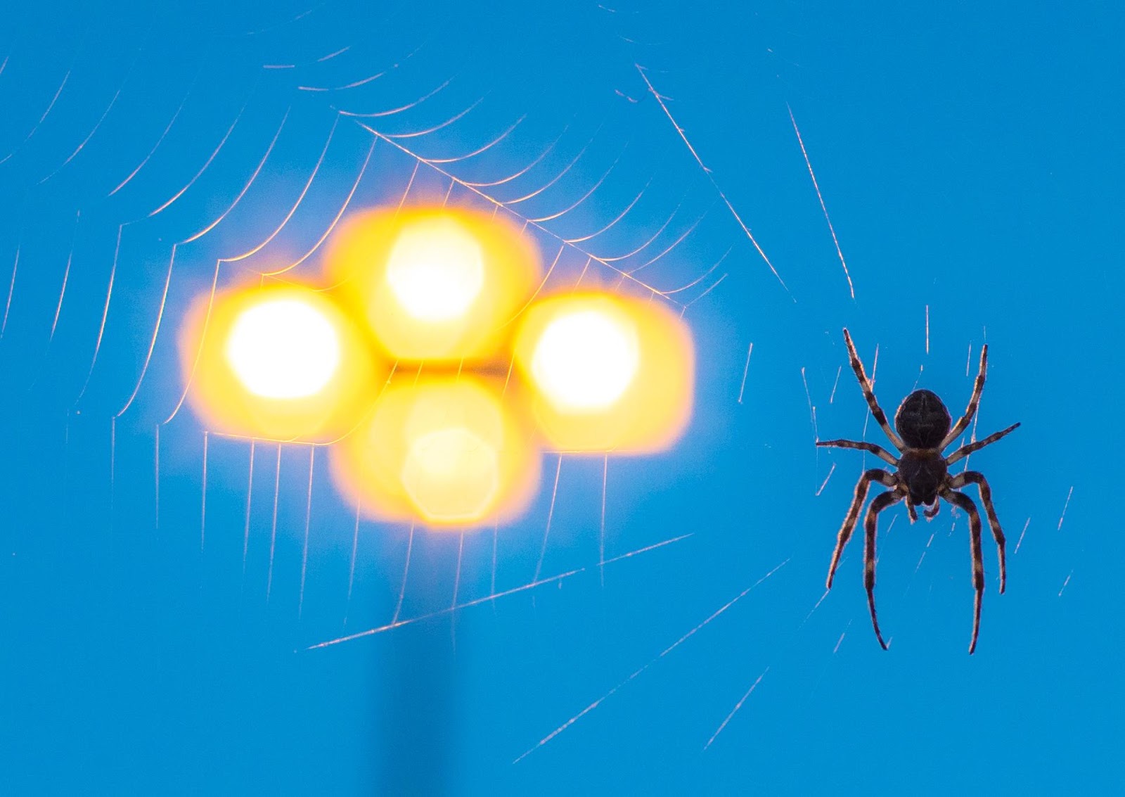 Увидеть паука днем. Как видят пауки. Паук сонник картинки из мультика. Spider sona. Покажи как пауки видят в темноте.