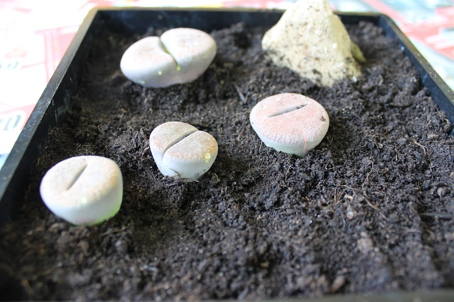 lithops en maceta