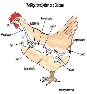 Sour and Impacted Crop in Backyard Chickens - Symptoms, Causes and