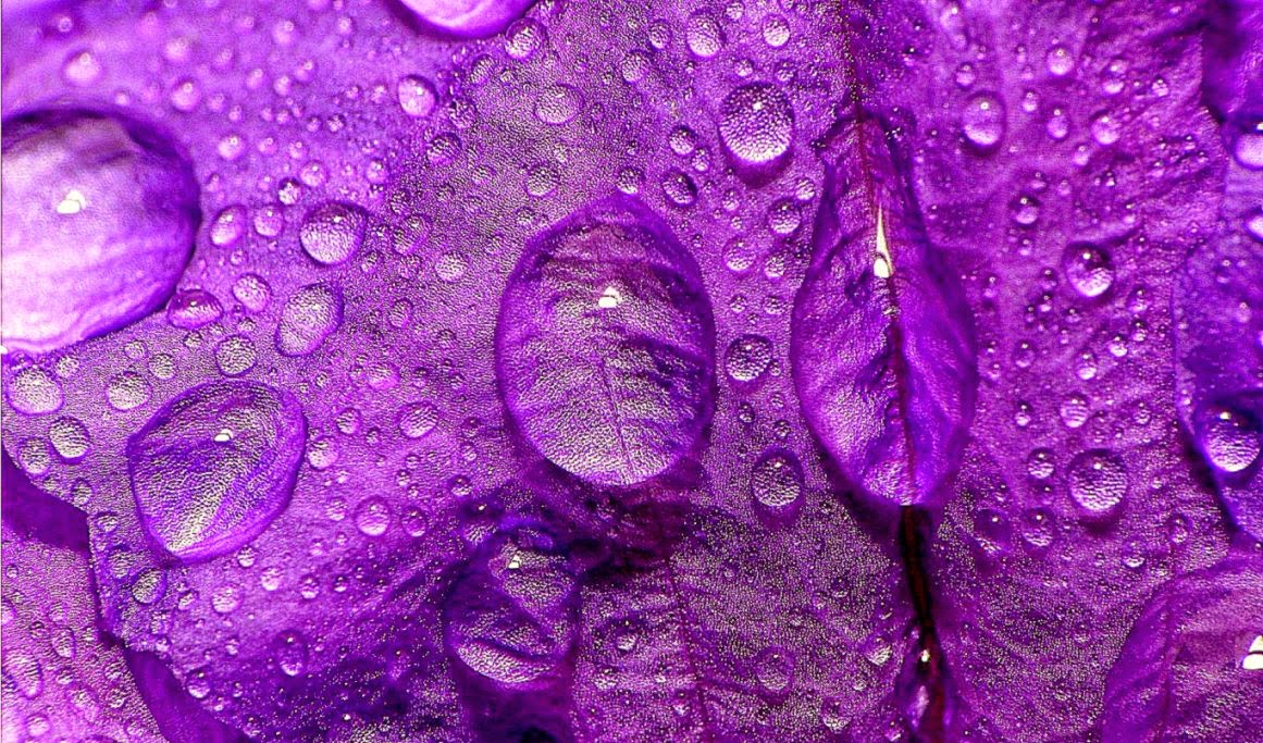 Purpule Water Flower Desktop Wallpaper