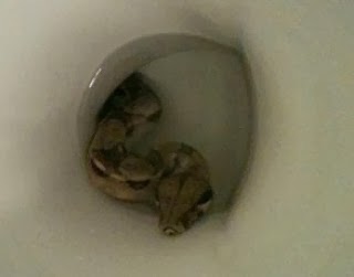 cobra snake toilet bowl