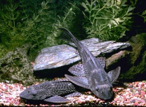 Ikan Sapu Sapu Hypostosmus Sp Biota Dunia Perairan