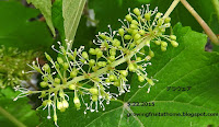 鉢植えブドウデラウェアの開花 鉢植えブドウデラウェアの開花