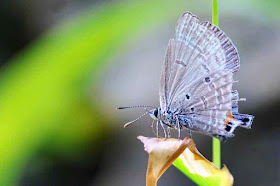 Chilades pandava, Plains Cupid, butterfly