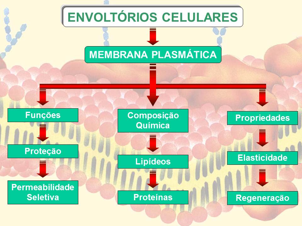 Professor Jimmy Oliveira MEMBRANA PLASMÁTICA