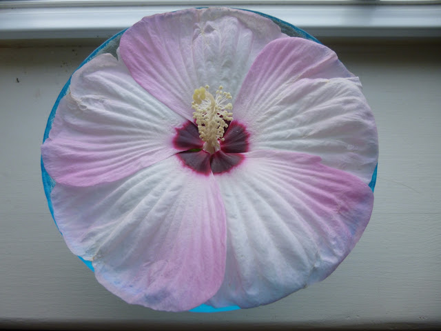 Hibiscus moscheutos 'Luna' (rose mallow) flower in glass bowl 
