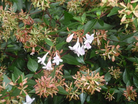 abelia