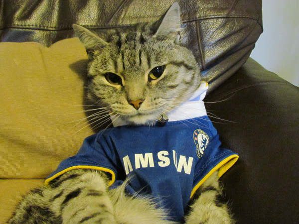 Life, Ninja Killer Cat and Everything Else : My cat the Chelsea fan.