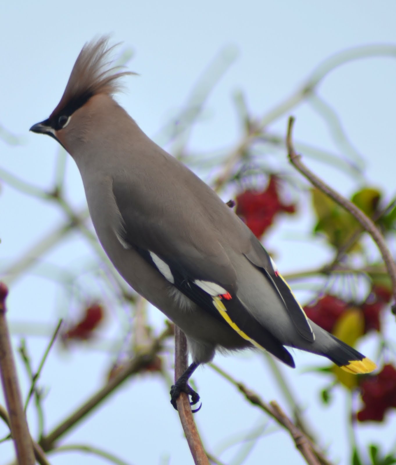 pestvogel