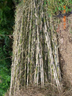 Jual Pohon Bambu Jepang | Tanaman Pagar Hidup | Jasa Tukang Taman Dbogor
