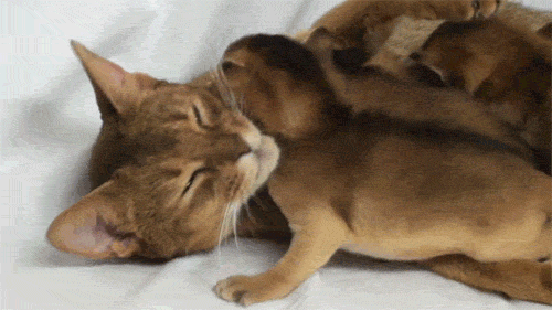 http://4.bp.blogspot.com/-rSwfBQirCLk/UovOyEmkyaI/AAAAAAAAM-s/nPQir9F1ouw/s1600/tumblr_moedlhtNKB1r80kdno1_500.gif