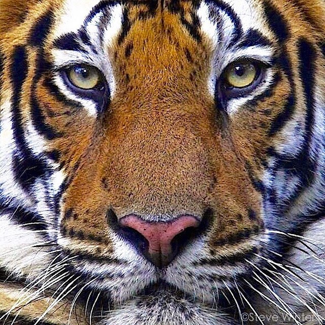 There are only 3200 tigers left in the wild! | National Geographic