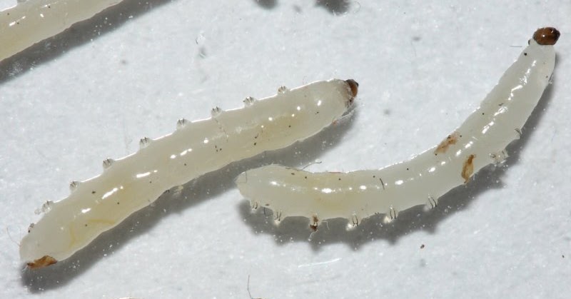 best fungus gnat trap