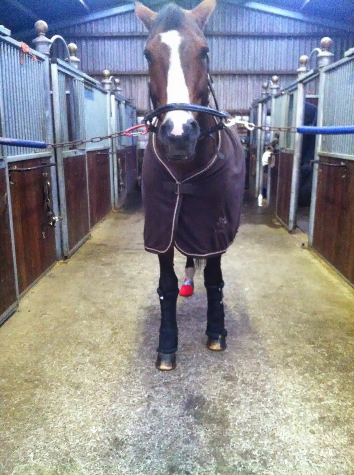 Roosa's Horsey Life Back on Track Quick Wraps