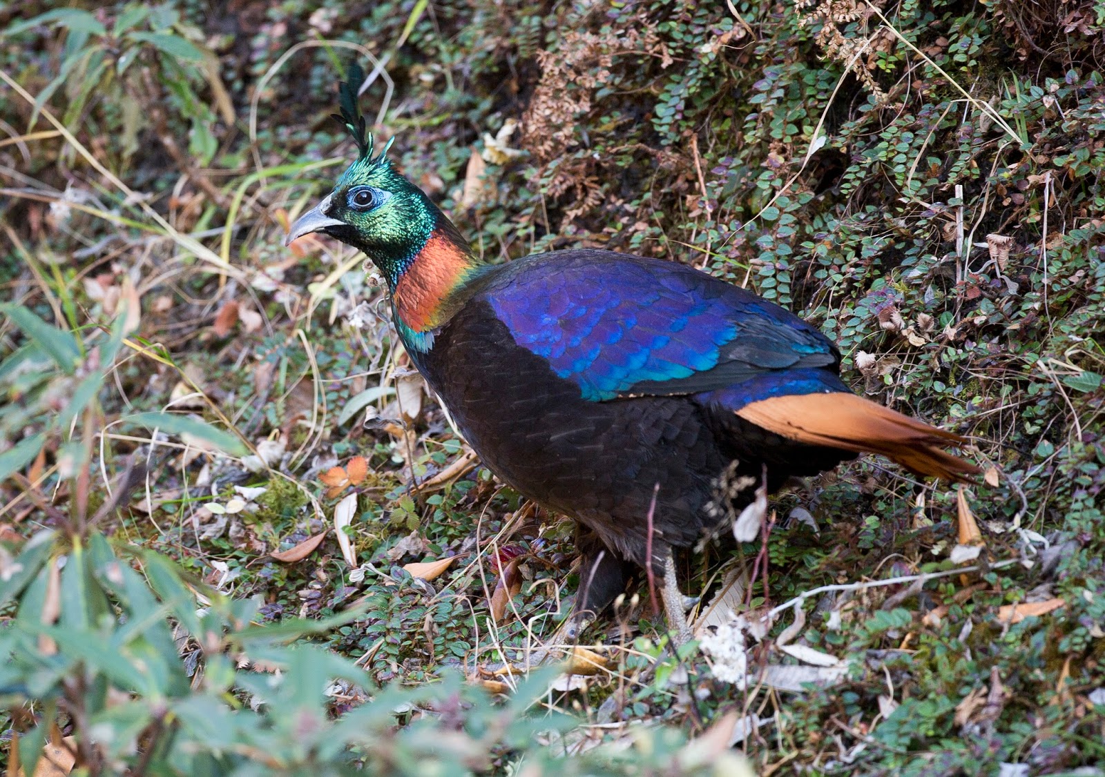 Himalayan Monal Himalayan Monal