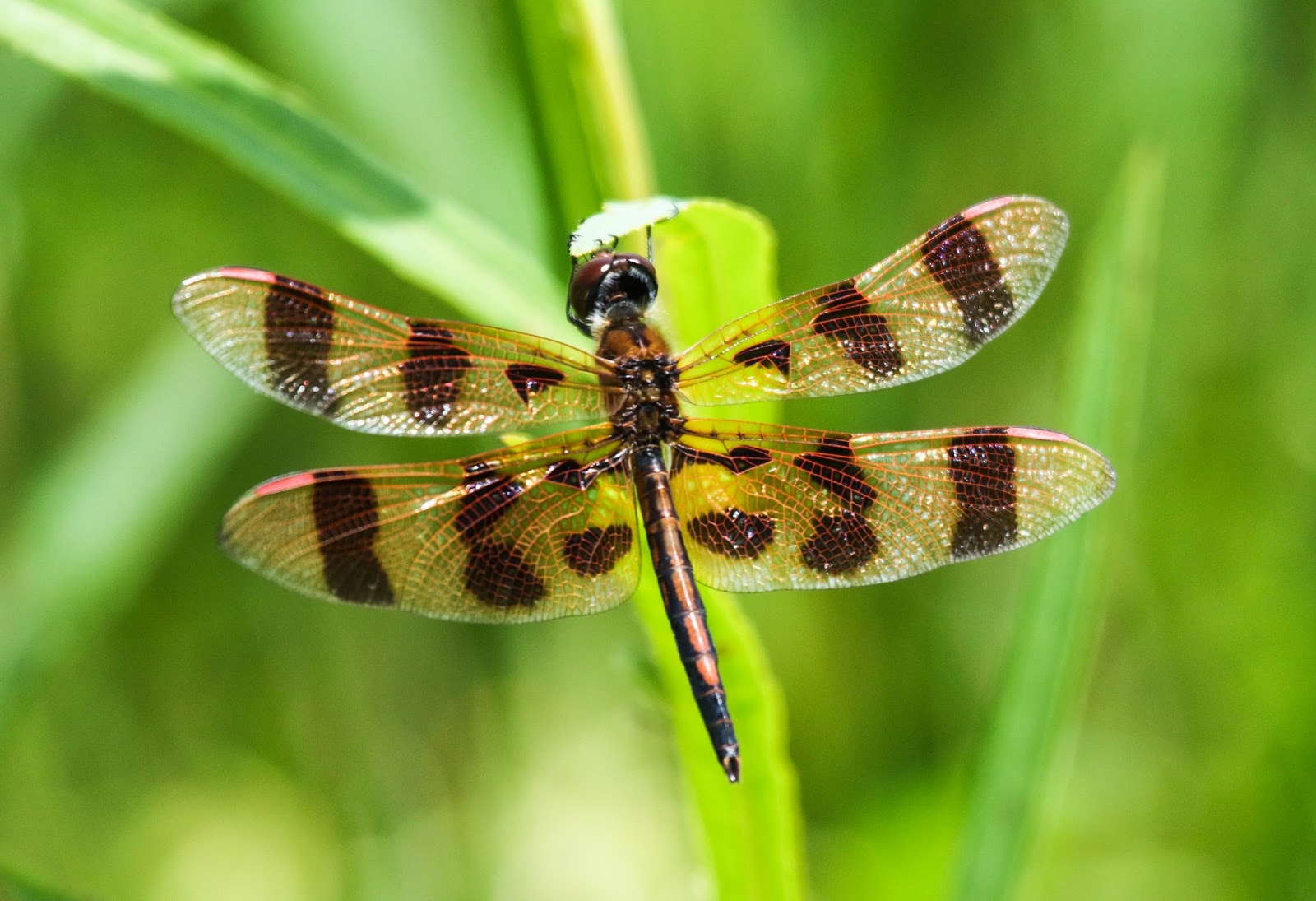 Gale's Photo and Birding Blog Halloween Pennant Dragonfly