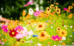 flowers summer desktop wallpapers flower backgrounds computer background pretty nature field winter cool country resolution
