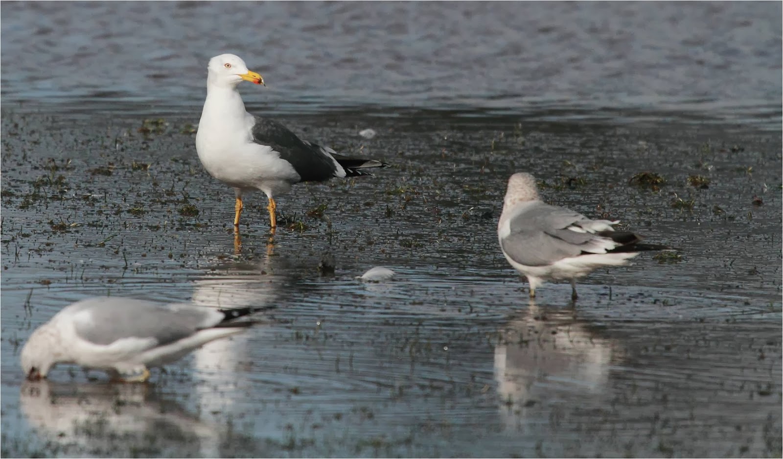 Wanstead Birding The month just gone...