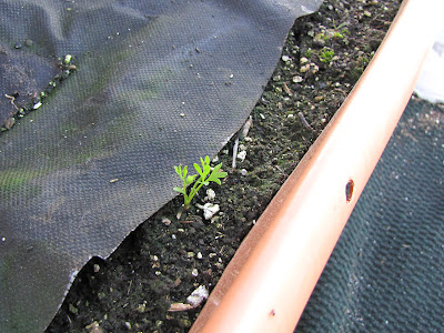 Bucolic Bushwick Directly Sowed Seeds