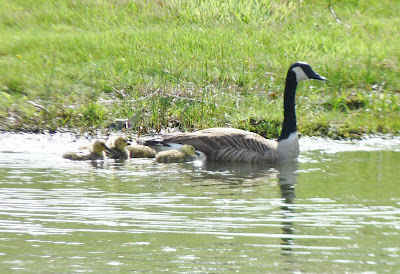 goose and goslings in water